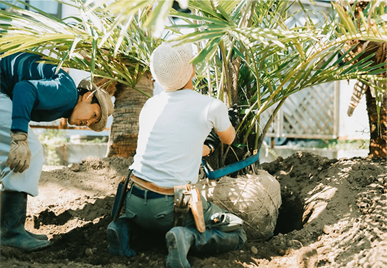植物を植える社員